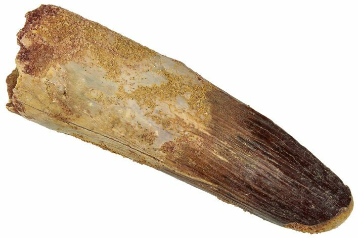 Fossil Spinosaurus Tooth - Real Dinosaur Tooth #312952